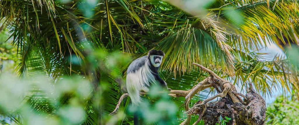 Colobus monkey at Elsamere Lodge eco friendly hotel in Naivasha Kenya